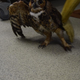 Illustration for article titled Owl Stuck In SUV Grille During 160-Mile Ride Should Be Fine